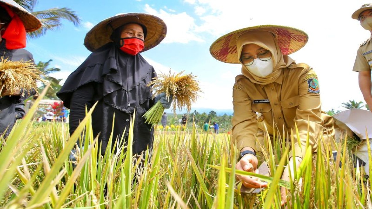 Arsip foto -Bupati Banyuwangi, Jawa Timur, Ipuk Fiestiandani panen raya tanaman padi beberapa waktu lalu. ANTARA/HO-Humas Pemkab Banyuwangi