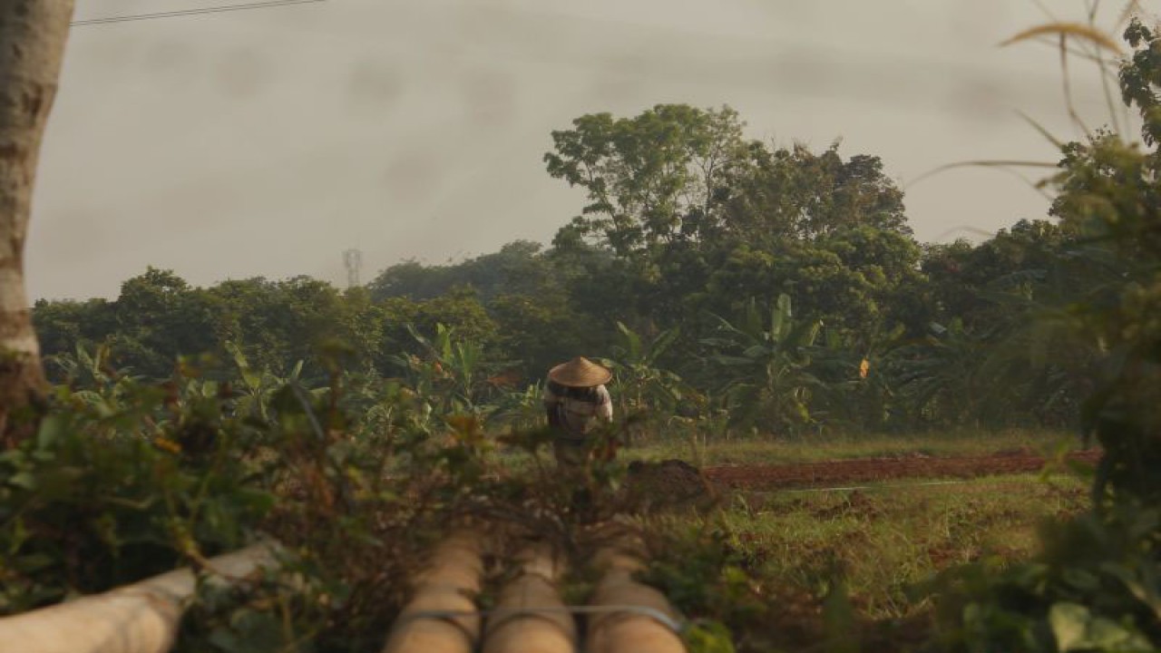 Seorang petani di Depok, Jawa Barat mencangkul lahannya pada Kamis (28/9/2023).  (ANTARA/Muzdaffar Fauzan)