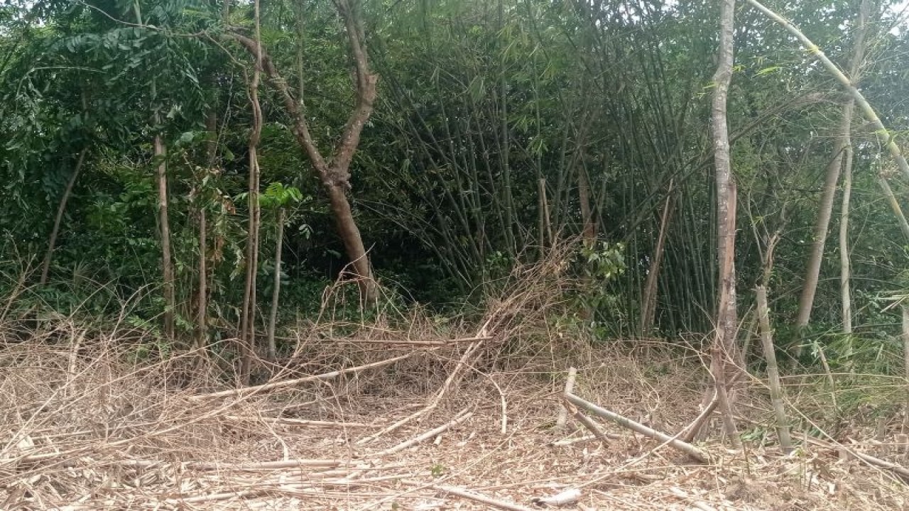 Habitat kawanan monyet di hutan perkebunan bambu dan mereka menyerang pertanian masyarakat Kabupaten Lebak pada sore hari menjelang malam.ANTARA/Mansyur