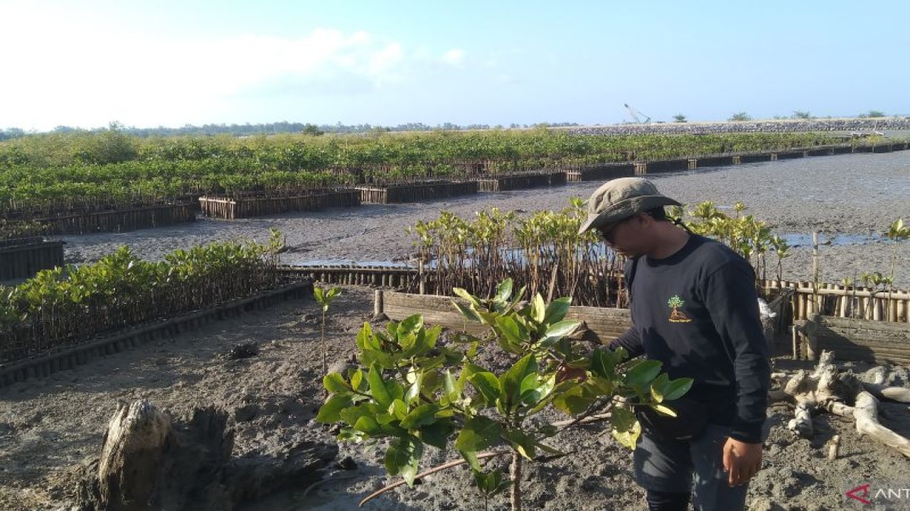 Arsip foto - Petugas pemantauan mengamati pertumbuhan mangrove di kawasan Benoa, Denpasar, Bali, Jumat (6/10/2023) ANTARA/Dewa Ketut Sudiarta Wiguna