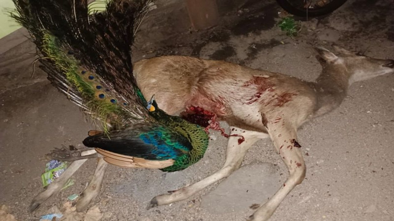 Barang bukti seekor rusa jantan dan burung merak diamankan petugas Taman Nasional Baluran Situbondo, Jawa Timur. Minggu (15/10/2023) ANTARA/HO-Humas Taman Nasional Baluran Situbondo.