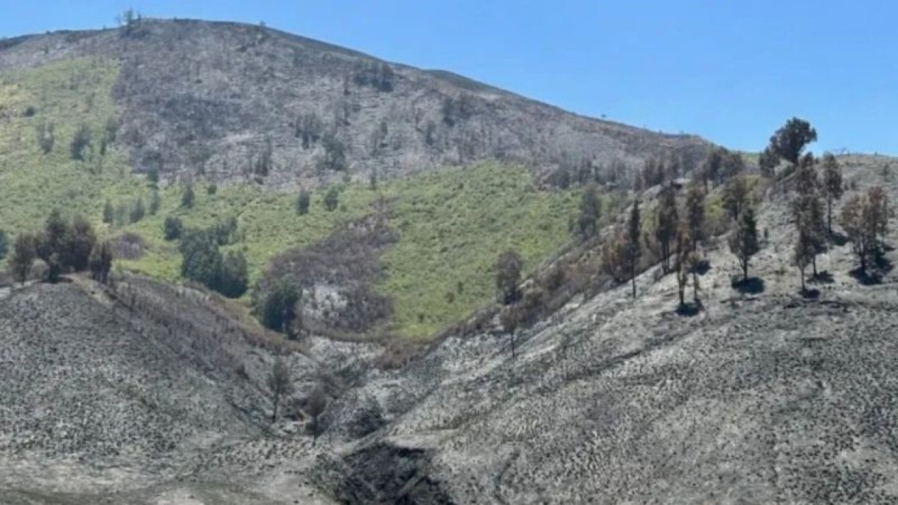 Foto arsip. Kondisi Blok Savana Lembah Watangan atau yang dikenal dengan Bukit Teletubbies, di Kabupaten Probolinggo, Jawa Timur, pascakebakaran, Kamis (21/9/2023). (ANTARA/Vicki Febrianto)