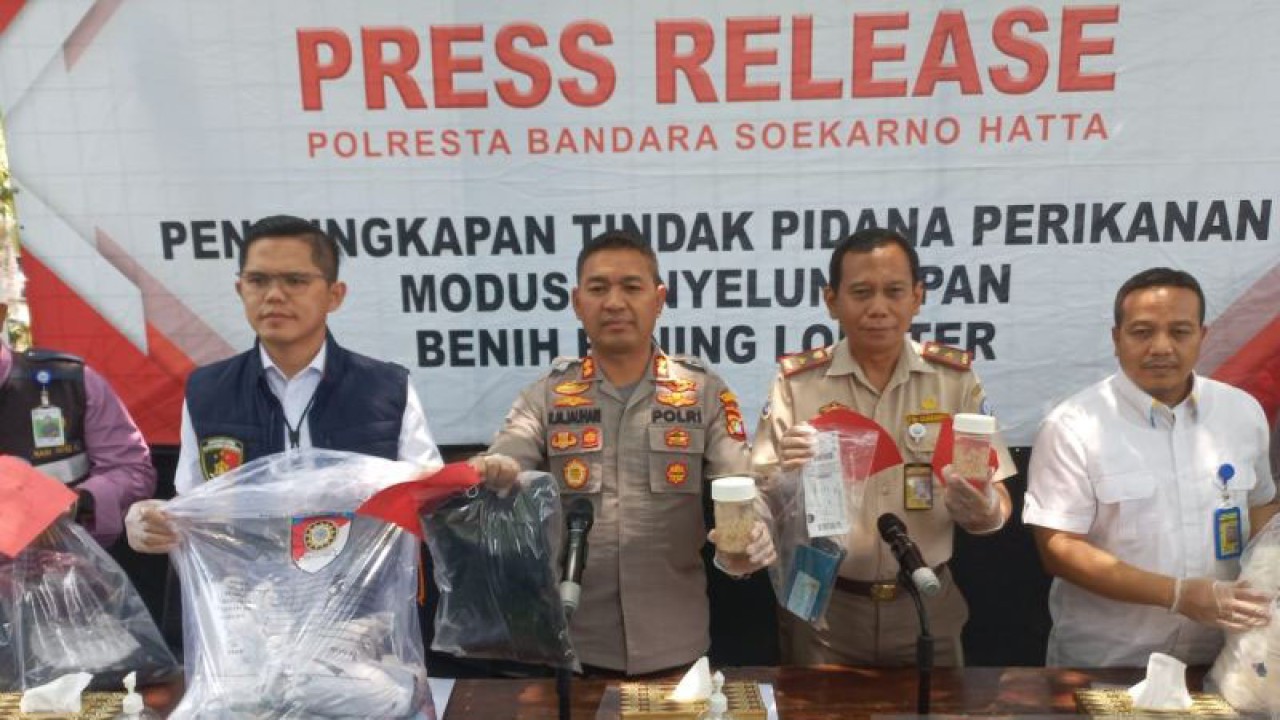 Wakapolresta Bandara Soekarno Hatta AKBP Raden Muhammad Jauhari saat menunjukan sejumlah barang bukti hasil pengungkapan kasus penyelundupan benih lobster di Tangerang, Banten, Senin (9/10/2023). (ANTARA/Azmi)
