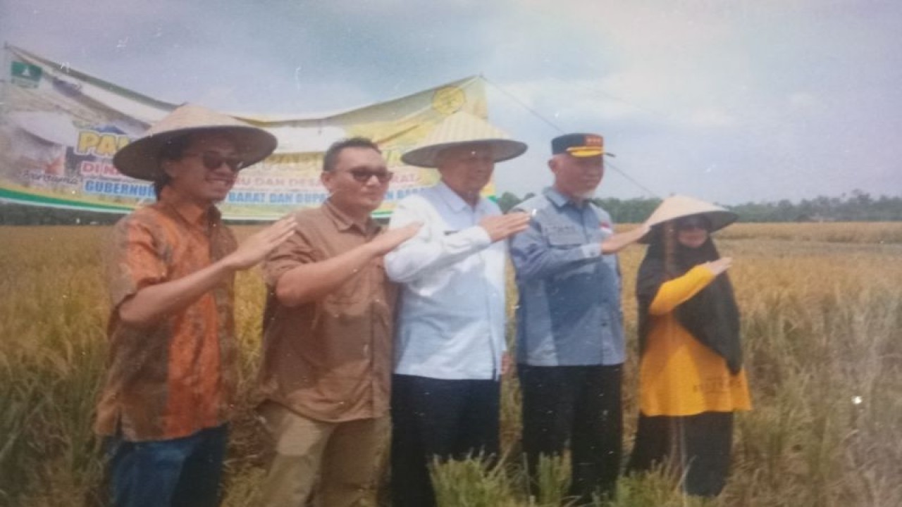 Gubernur Sumbar Mahyeldi Ansharullah (dua dari kanan), Wakil Bupati Pasaman Barat Risnawanto (tengah) dan Kepala Dinas Tanaman Pangan dan Hortikultura Pasaman Barat Doddy San Ismail (dua dari kiri) saat panen padi di Desa Baru Kecamatan Ranah Batahan beberapa waktu lalu. Antara/HO-Dinas Tanaman Pangan dan Hortikultura Pasaman Barat.