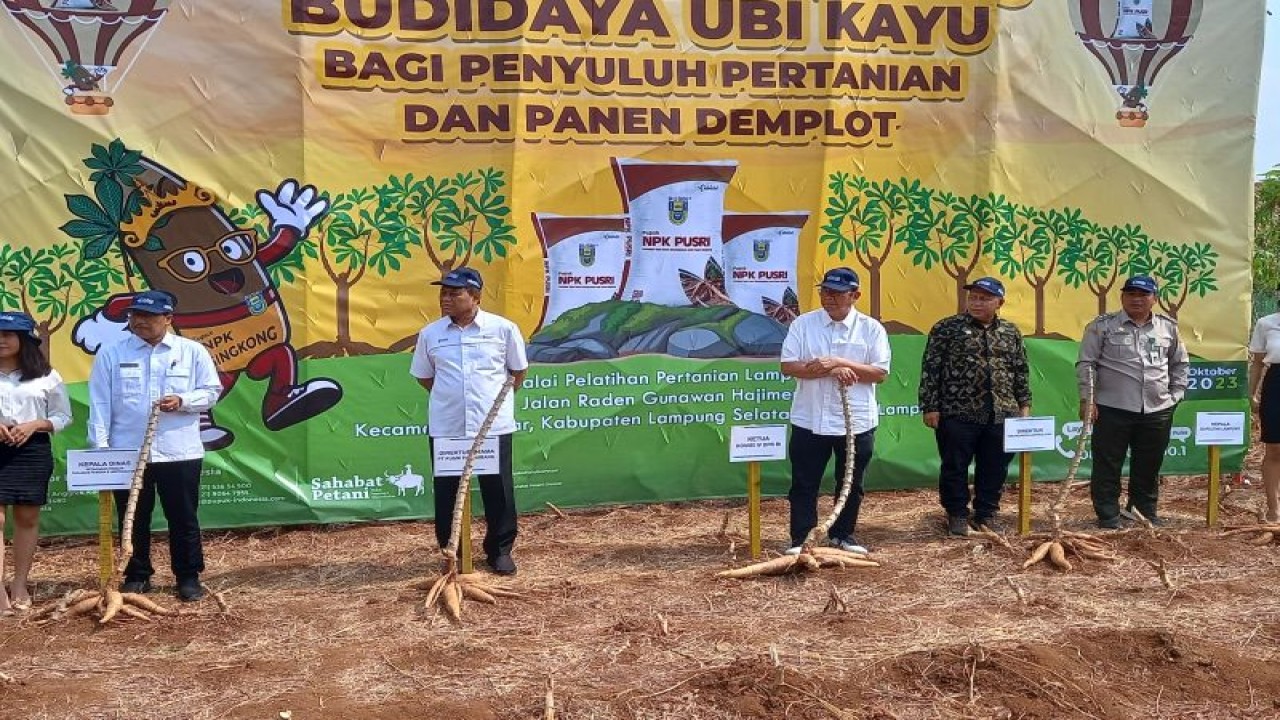 Direktur Utama Pusri, Tri Wahyudi Saleh bersama Ketua Komisi IV DPR RI Sudin saat panen singkong di Balai Pelatihan Pertanian (Bapeltan) Lampung, Haji Mena, Lampung Selatan, Kamis (12/10/2023). (ANTARA/Agus Wira Sukarta)
