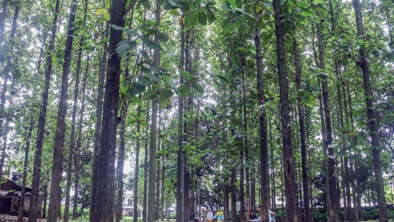 Sejumlah warga berwisata akhir pekan di Taman Hutan Kota Ranggon Wijaya Kusuma, Jakarta Timur, Sabtu (4/3/2023). ANTARA FOTO/Yulius Satria Wijaya/foc/aa.