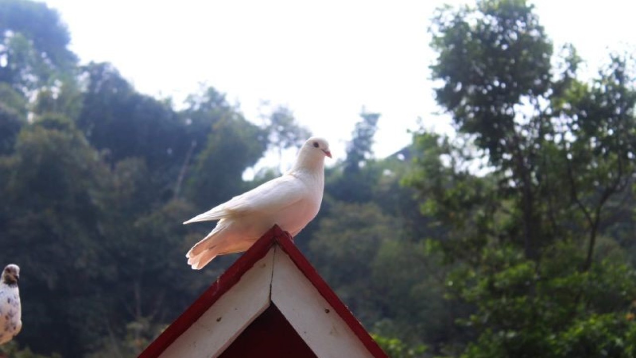 Salah satu indikator lingkungan yang bersih masih terdapat mahluk hidup lainnya berdampingan dengan manusia. ANTARA/ Ganet