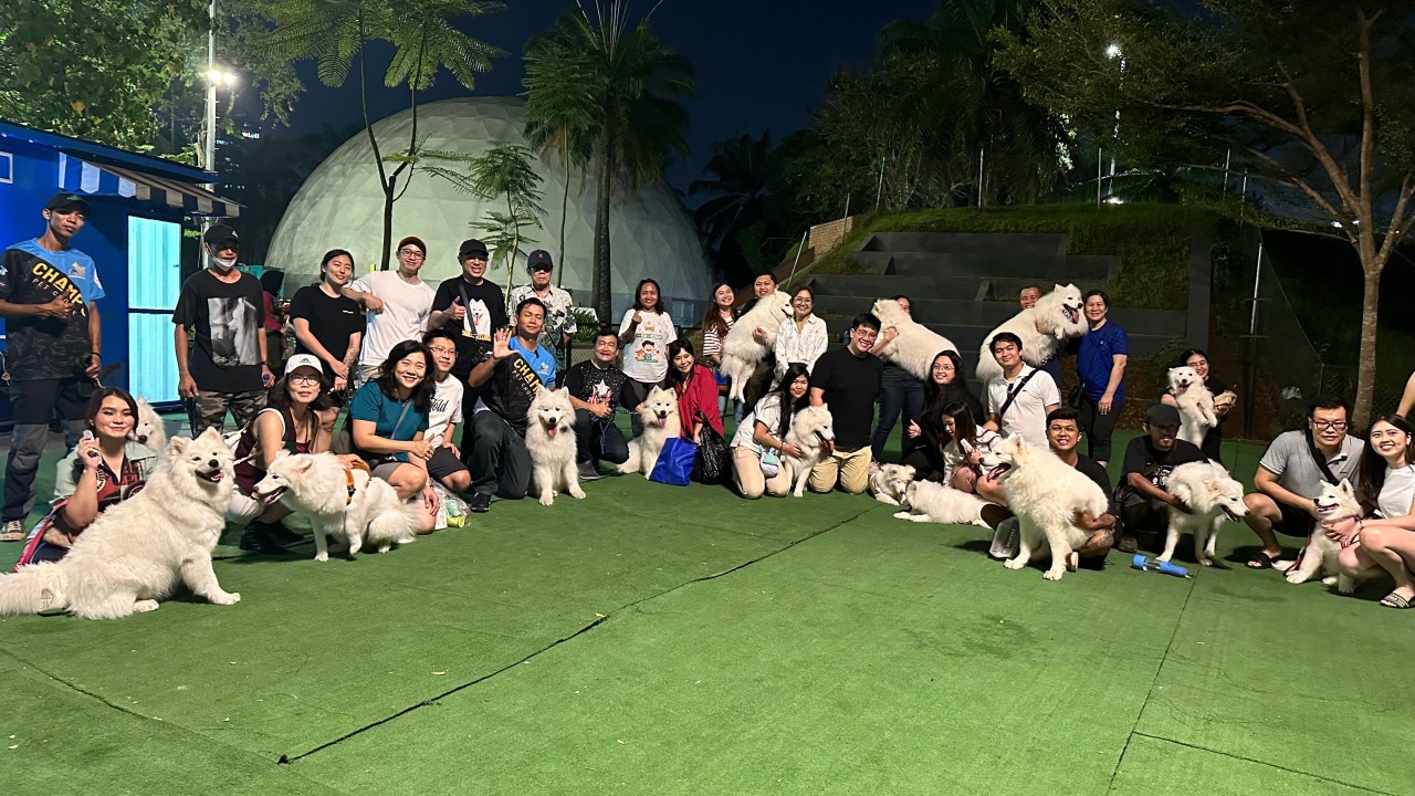 Samoyed Social Club (SSC) mengadakan edukasi bertema; "Samoyed Obedience PAWty", yang diadakan di The Hound Dog Park di Senayan Park, Jakarta, hari Minggu (29/10/2023).