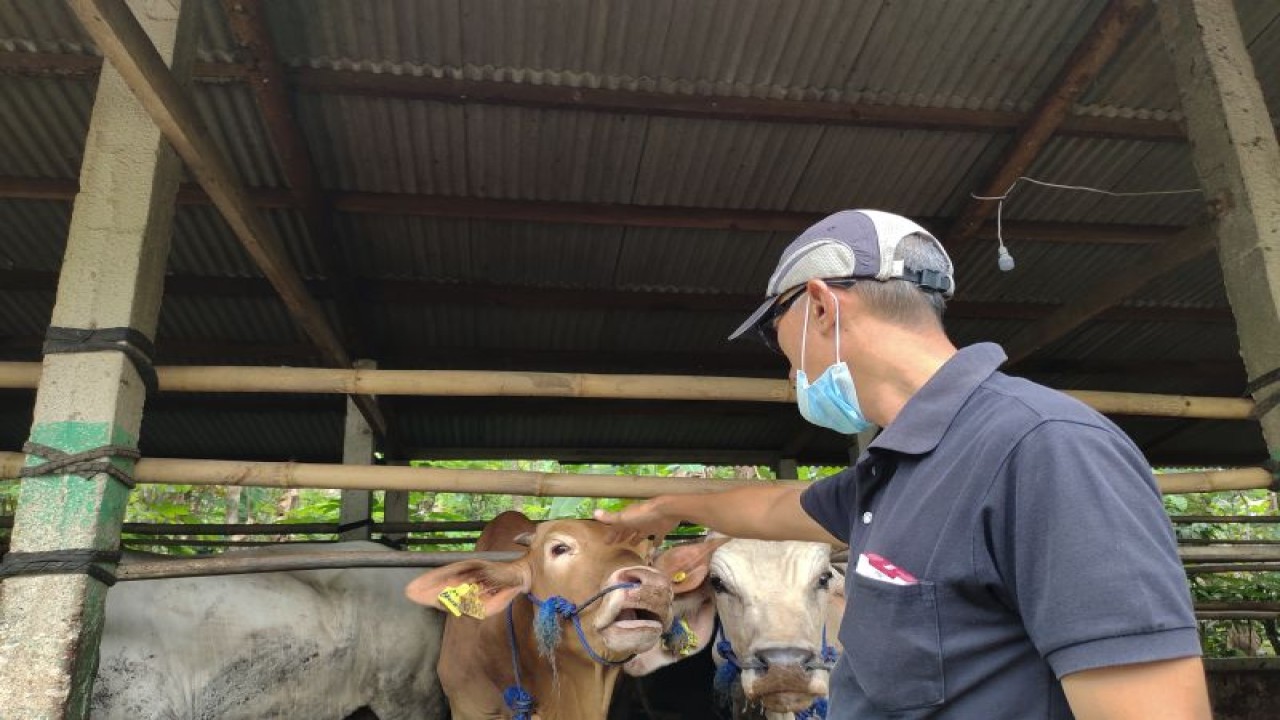 Ilustrasi- Koperasi pertanian Tani Hijau Makmur di Tanggamus yang bermitra dengan perusahaan dalam pengelolaan pisang mas dan ternak. ANTARA/Ruth Intan Sozometa Kanafi.