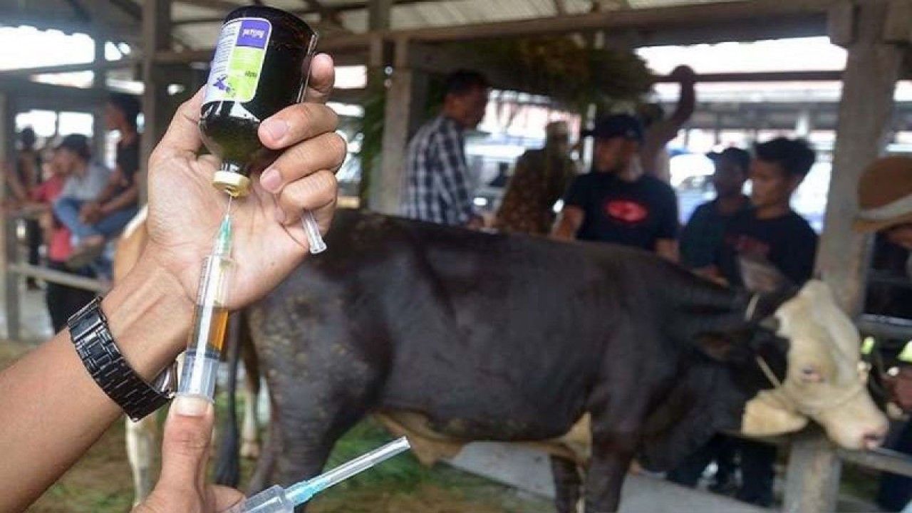 Ilustrasi - Petugas kesehatan hewan setempat saat melakukan pemeriksaan kesehatan hewan sebelum masuk di Rumah Potong Hewan. (Foto ANTARA/HO) (Foto Antara/HO)