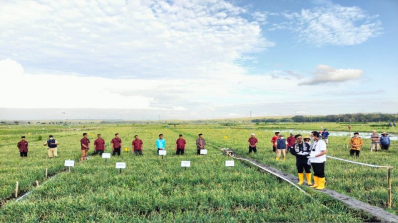 Sawah di Kulon Progo. (ANTARA/Sutarmi)