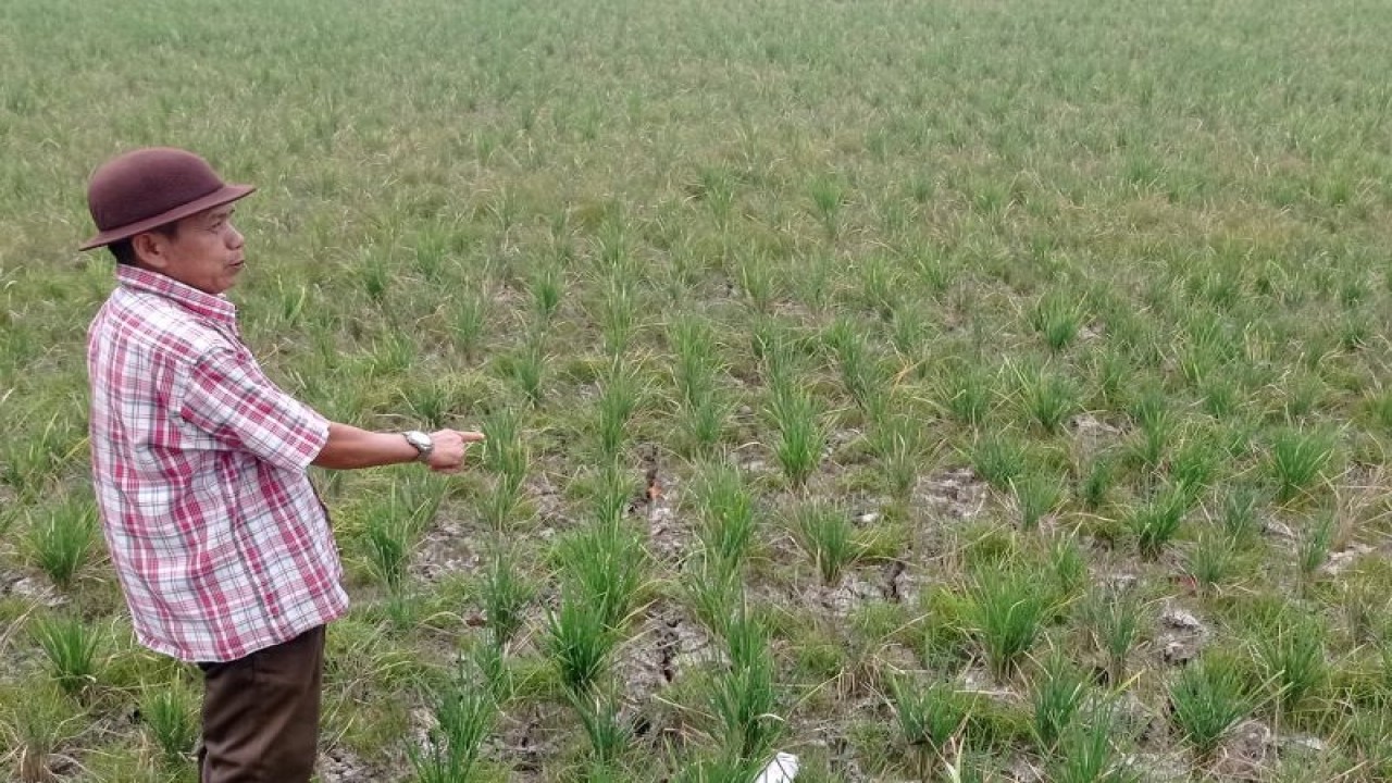 Petani Rangkasbitung Kabupaten Lebak menunjuk tanganya ke areal persawahan yang tanaman padi miliknya gagal panen akibat kekeringan. ANTARA/Mansyur