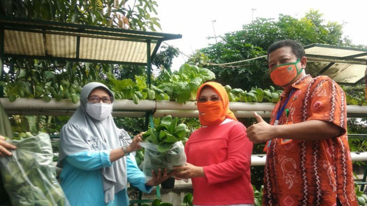 Arsip Foto - Senator DPD RI Sylviana Murni bersama Sudin Lingkungan Hidup (LH) Jakarta Pusat memanen sayur hidroponik di RW 03 Cempaka Putih Timur, Kamis (28/5/2020). (ANTARA/HO/Kominfotik Jakarta Pusat)