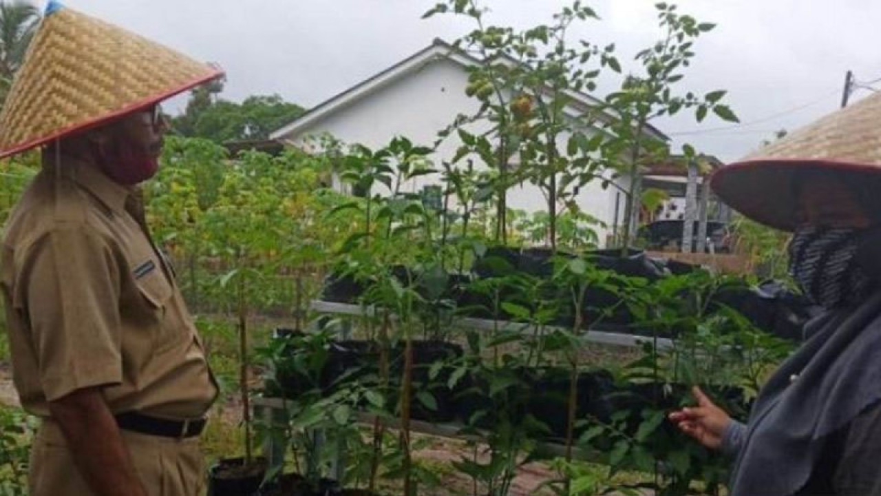 Ilustrasi, Dinas Pertanian dan Pangan Pangkalpinang bina kelompok wanita tani megoptimalkan Program Pekarangan Pangan Lestari (P2L). (ANTARA/HO-Aprionis)