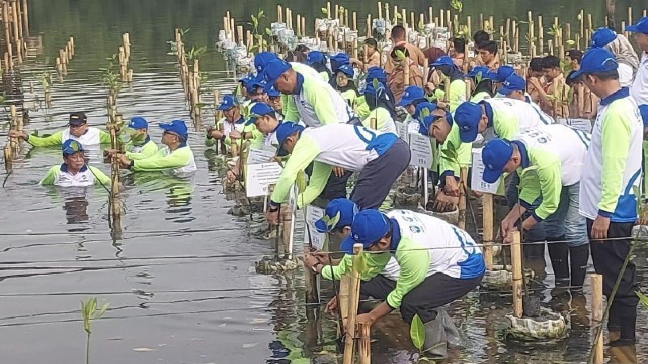 Direksi dan pegawai PT Transportasi Jakarta (TransJakarta) bersama elemen masyarakat, aparatur sipil negara (ASN) dan Kepolisian Resor Metro Jakarta Utara menanam 100 bibit mangrove di pesisir DKI Jakarta, tepatnya kawasan Taman Wisata Alam (TWA) Muara Angke, Jakarta Utara, Rabu (11/10/2023). ANTARA/Abdu Faisal