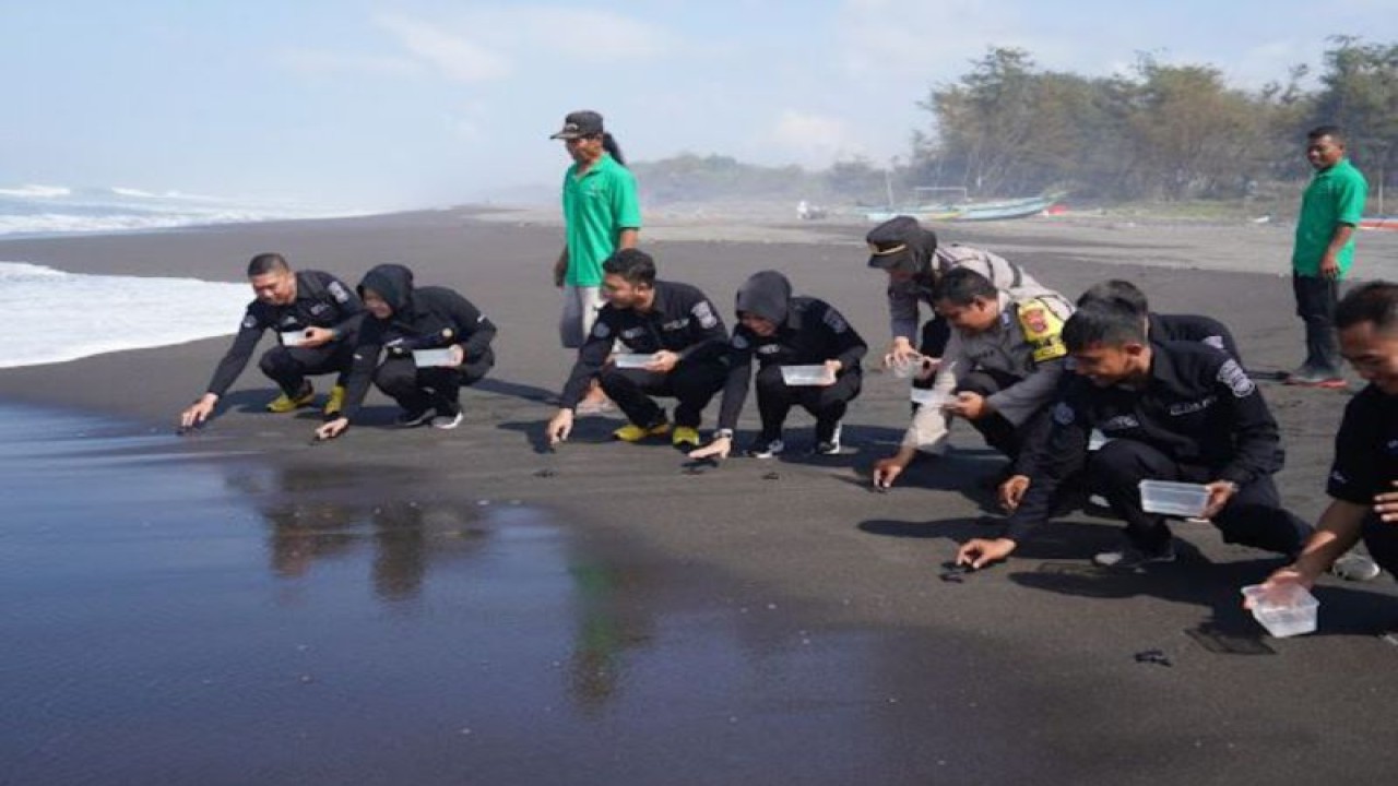 Suasana acara pelepasan tukik di Pantai Samas, Kabupaten Bantul, Provinsi Daerah Istimewa Yogyakarta, Senin (2/10/2023). (ANTARA/HO Humas Polres Bantul)