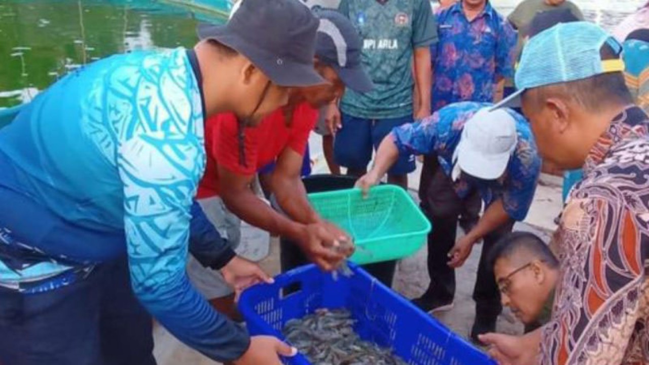 Kegiatan panen parsial budidaya udang vaname kelompok koperasi Karya Bahari Desa Tanjung Rusa, Kecamatan Membalong, Kabupaten Belitung (ANTARA/Kasmono-Apriliansyah)