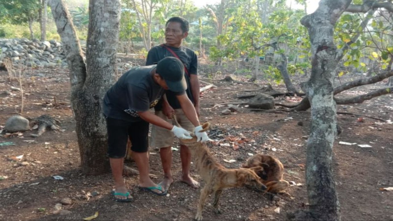 Petugas Dinas Peternakan Kabupaten Nagekeo menyuntikkan vaksin rabies pada anjing milik waga Desa Aeramo Timur, Kecamatan Aesesa, NTT, Sabtu (7/10/2023). (ANTARA/HO-Dinas Peternakan Nagekeo)