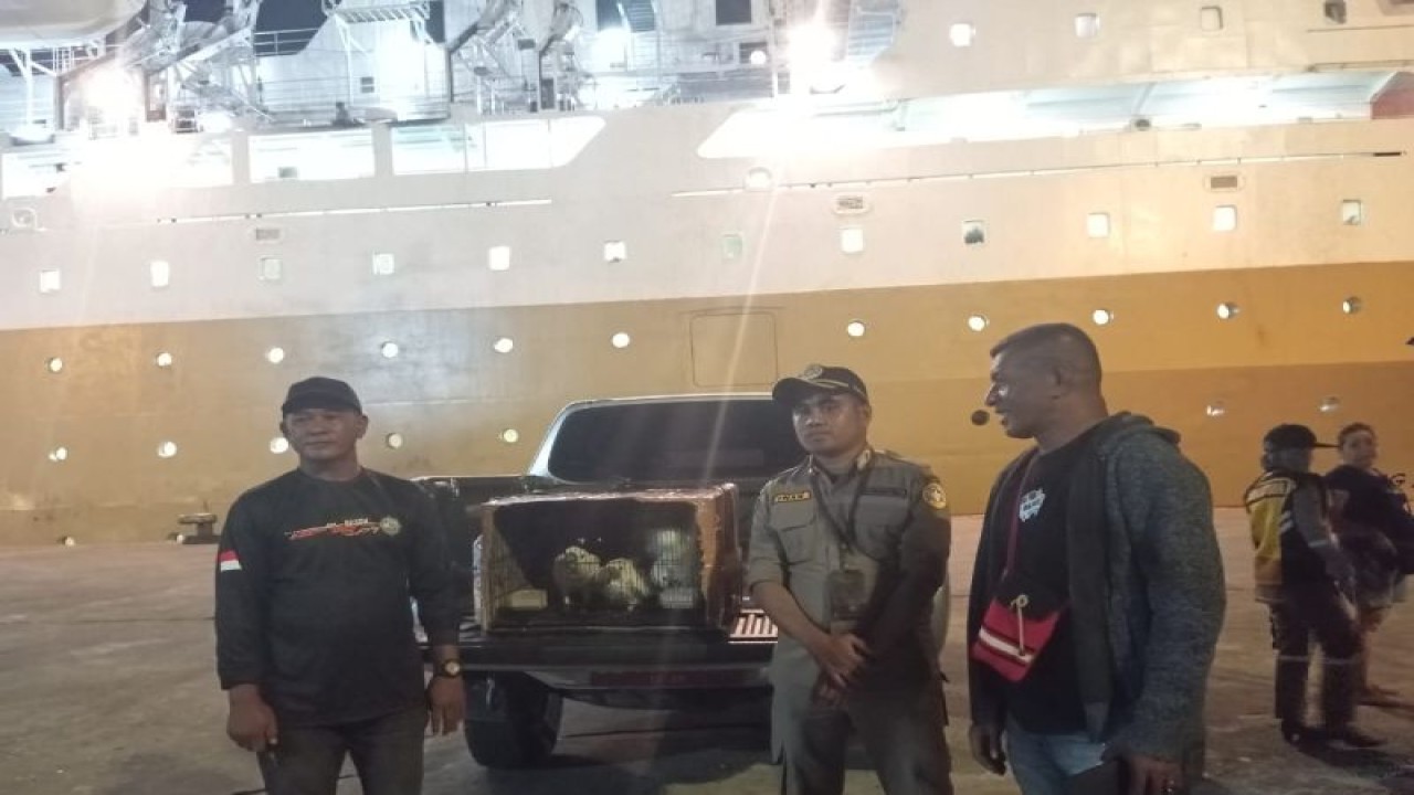 Petugas Badan Karantina Pertanian stasiun karantina kelas I Ambon mengamankan tiga ekor burung kakaktua jambul kuning yang masuk kategori satwa dilindungi dari KM Labobar yang sandar di Pelabuhan Yos Sudarso Ambon, Senin malam (27/11). ANTARA/ Ho- Humas Badan Karantina Pertanian Maluku.