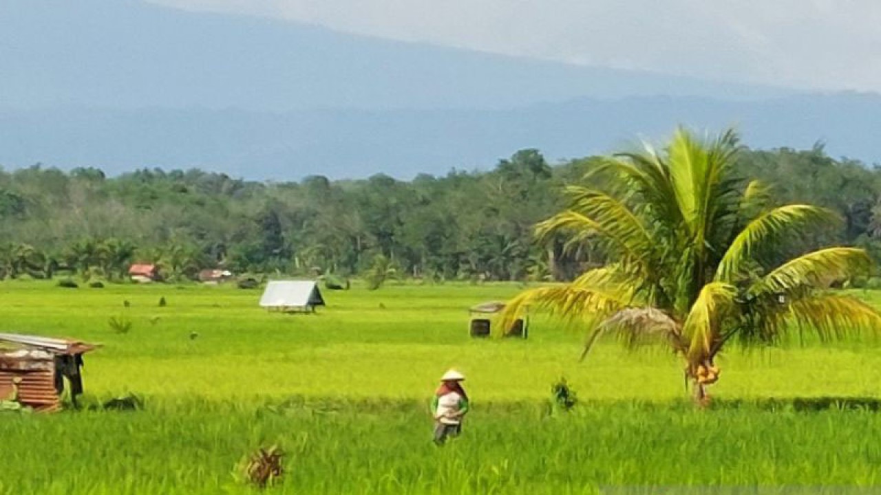 Lahan pertanian padi di Kabupaten Bengkulu Tengah, Provinsi Bengkulu. (ANTARA/Boyke Ledy Watra)
