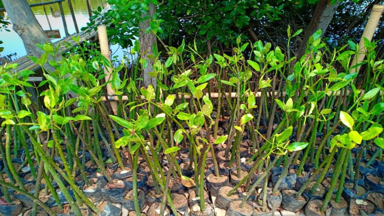 Dokumentasi - Bibit mangrove siap ditanam di hutan mangrove. ANTARA/Ahmad Wijaya