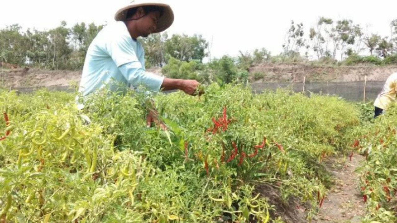 Ilustrasi - Tanaman cabai di wilayah Kabupaten Bantul, Daerah Istimewa Yogyakarta. ANTARA/Hery Sidik.