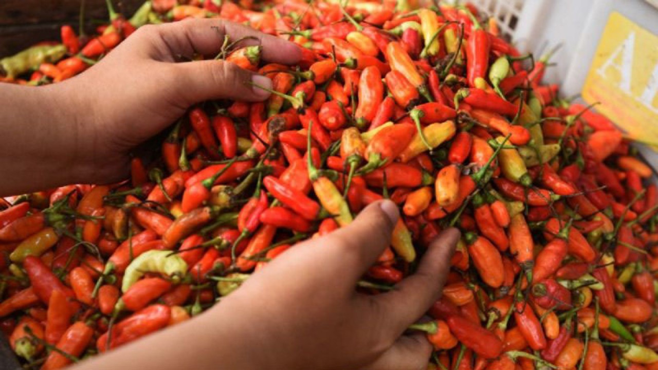 Ilustrasi, Harga cabai rawit lokal di Kota Pangkalpinang melambung tinggi (ANTARA)