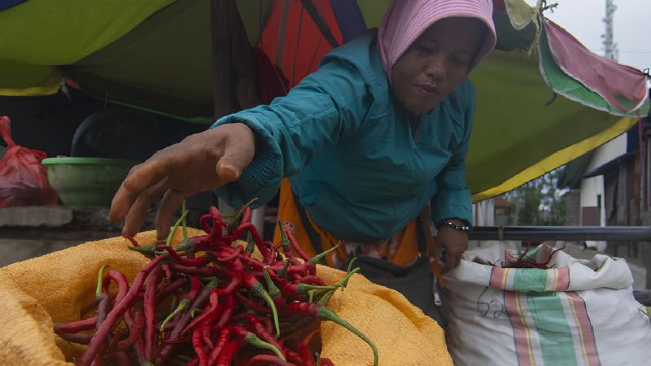 Ilustarasi- Pedagang menimbang cabai merah keriting pesanan pembeli di Pasar Induk Manonda, Palu, Sulawesi Tengah, Selasa (10/1/2023 (ANTARA FOTO/Basri Marzuki)
