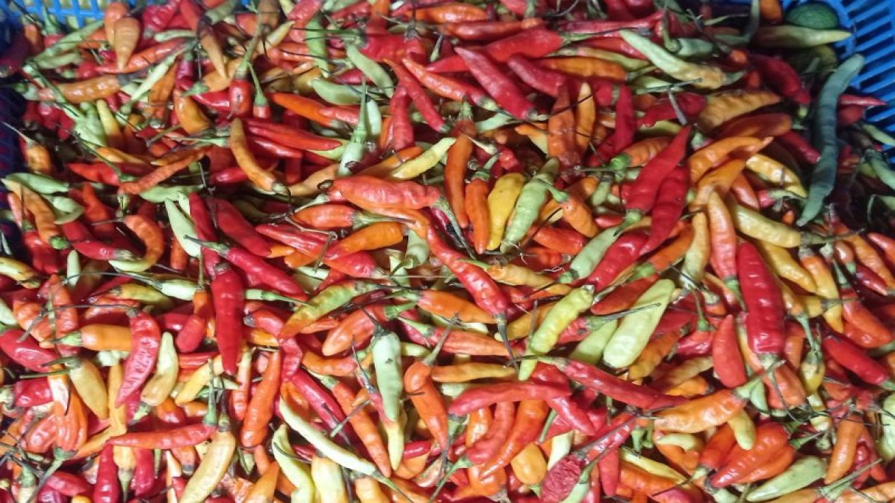 Ilustrasi - Harga cabai rawit di Kota Surabaya mengalami peningkatan karena menipisnya stok di pasaran akibat faktor cuaca. (ANTARA/Ananto Pradana)