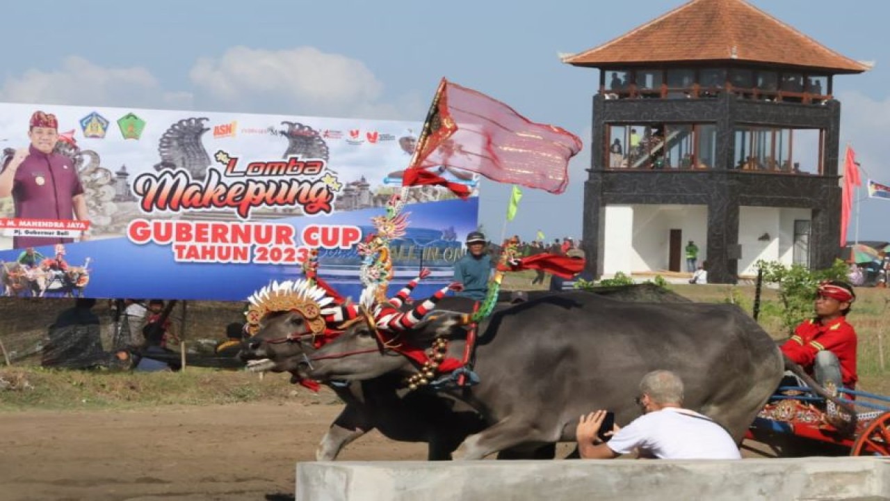 Dokumentasi Lomba Makepung Gubernur Cup 2023 yang dilaksanakan di Jembrana, Denpasar, Senin (20/11/2023). ANTARA/Ho-Pemprov Bali