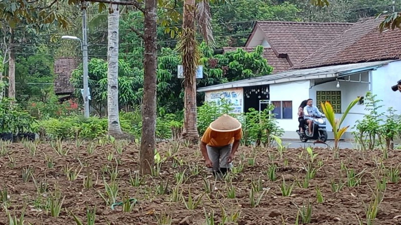 Petani sedang menggarap lidah buaya (aloevera), program pemberdayaan ekonomi Dompet Dhuafa di Salaman, Magelang, Jawa Tengah, Kamis (9/11/2023). ANTARA/ Siti Nurhaliza