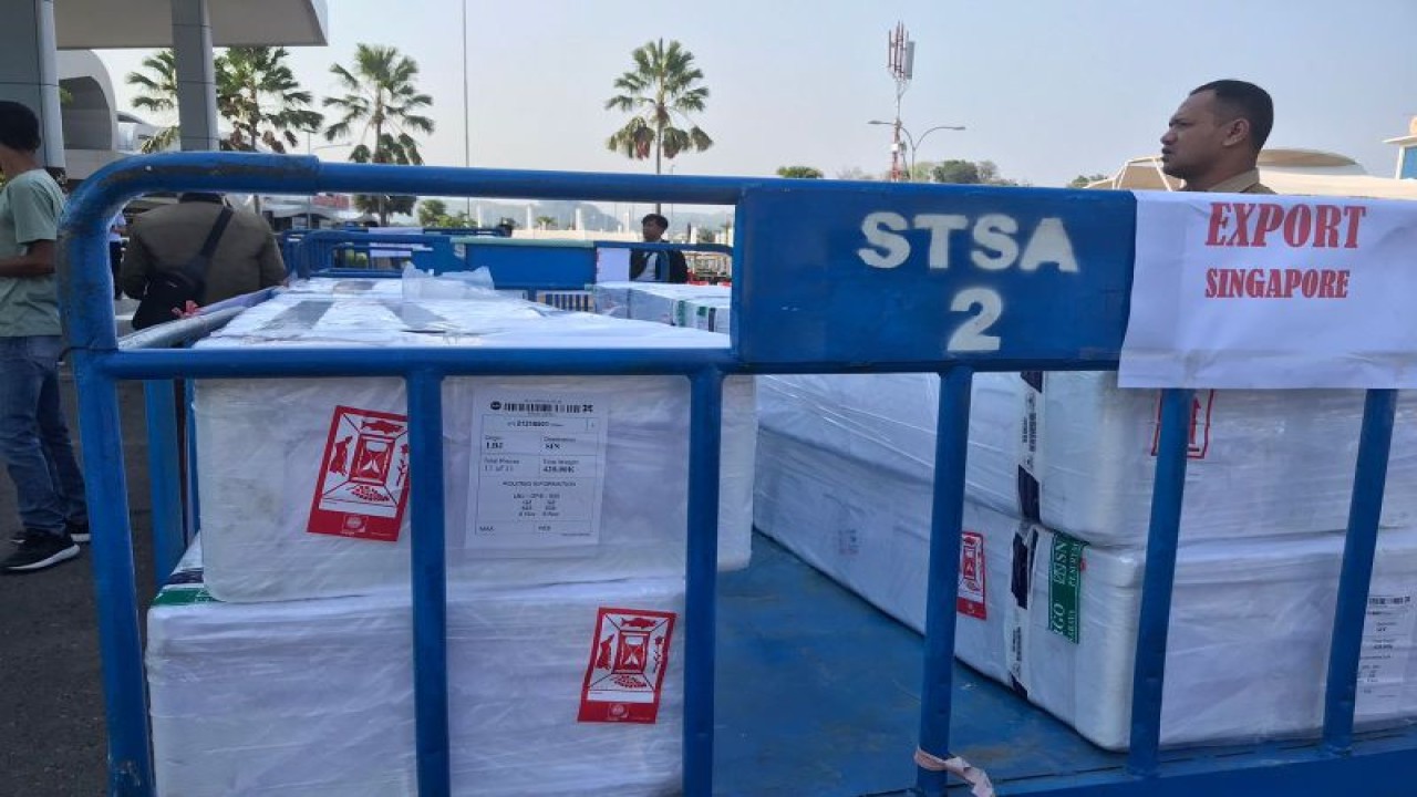 Ekspor ikan perdana dari Labuan Bajo menuju Singapura, di Bandara Komodo Labuan Bajo, Manggarai Barat, NTT, Senin (6/11/2023). (ANTARA/Dokumentasi Pribadi)