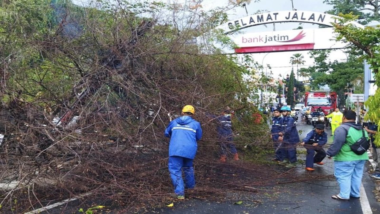 Personel BPBD Kota Batu pada saat membersihkan material pohon tumbang akibat hujan disertai angin kencang di wilayah perbatasan antara Kota Batu dengan Kabupaten Malang, Jawa Timur, Kamis (9/11/2023). ANTARA/HO-BPBD Kota Batu.