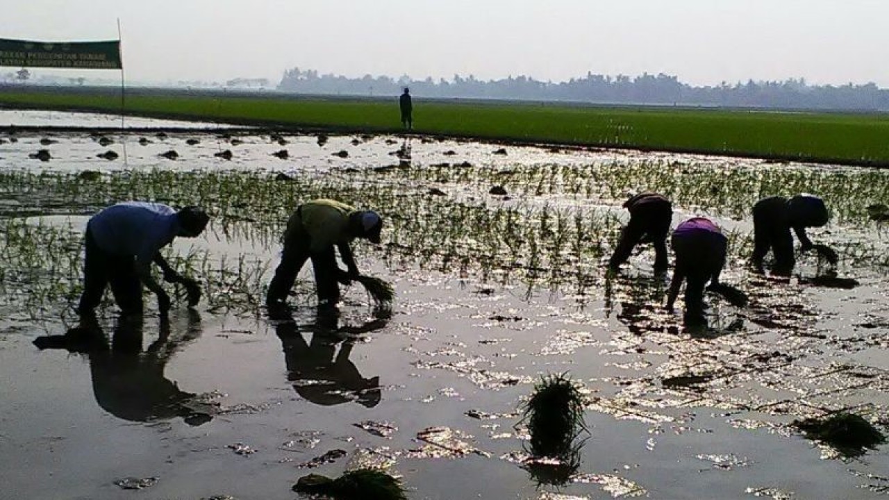 Ilustrasi petani menanam. (ANTARA/Ali Khumaini/dok)