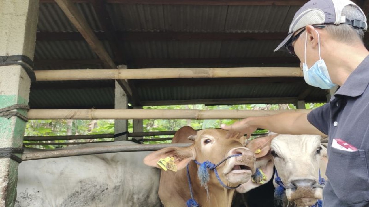 Ilustrasi- Ternak sapi yang dimiliki peternak di Kabupaten Tanggamus. ANTARA/Ruth Intan Sozometa Kanafi