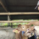 Ilustrasi- Ternak sapi yang dimiliki peternak di Kabupaten Tanggamus. ANTARA/Ruth Intan Sozometa Kanafi-1698916576