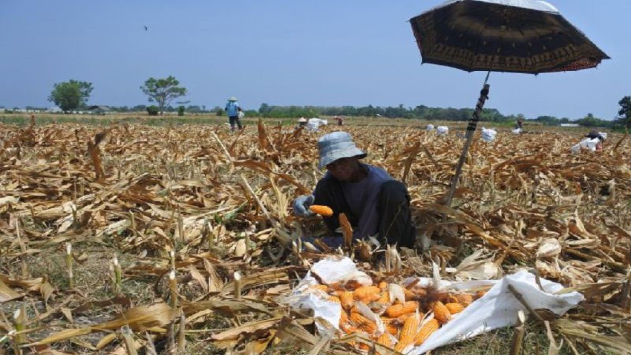 Arsip - Pekerja memanen jagung di Desa Alasmalang, Panarukan, Situbondo, Jawa Timur, Senin (6/11/2023). Harga jagung ditingkat petani naik dari Rp5.000 menjadi Rp6.500 per kilogram akibat permintaan bahan baku pakan ternak meningkat. Antara Jatim Jatim/Seno/zk