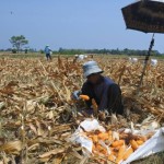 Jagung-1700807963