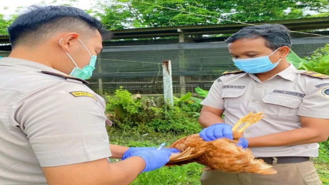 Petugas Kantor Karantina Pertanian Timika melakukan monitoring dan pengambilan sampel darah ayam di Sp 13 Kabupaten Mimika, Papua Tengah. ANTARA/HO-Humas Karantina Pertanian Timika
