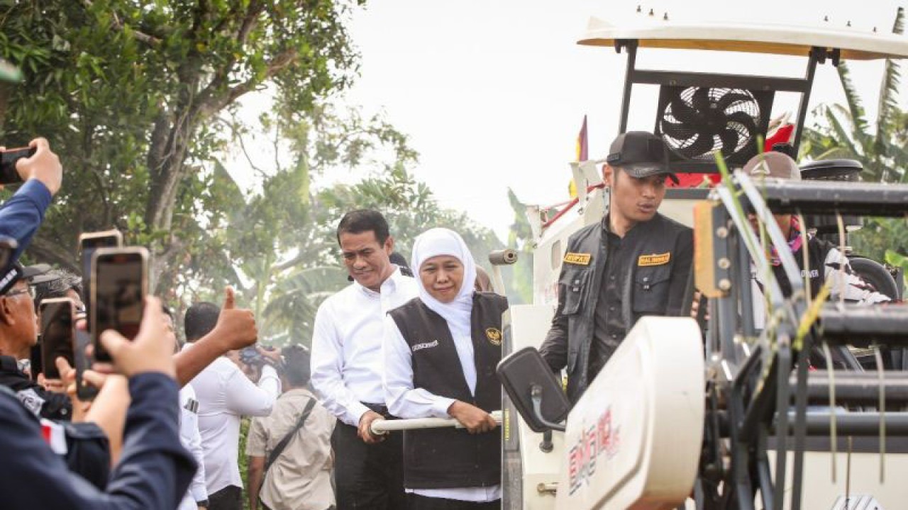 Gubernur Jatim Khofifah Indar Parawansa (tengah) saat mendampingi Menteri Pertanian (Mentan) Andi Amran Sulaiman melakukan panen dan tanam padi di Desa Ngadipuro dan Desa Ngadirejo, Kecamatan Widang, Kabupaten Tuban, jawa Timur, Kamis (23/11/2023). ANTARA/Rizal Hanafi