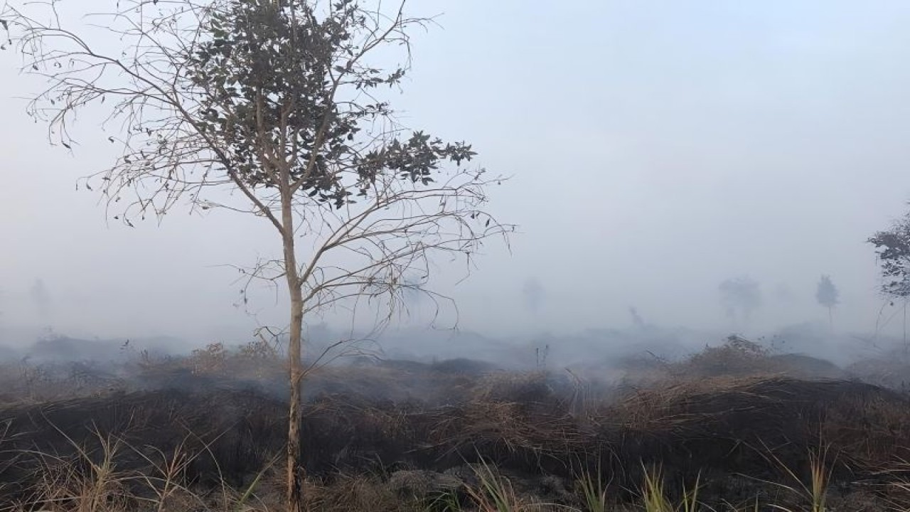 Kondisi lahan terbakar yang berada di dalam konsesi PT Kaswari Unggul yang berlokasi di Kecamatan Muara Sabak dan Kecamatan Muara Sabak Barat, Kabupaten Tanjung Jabung Timur, Provinsi Jambi. (ANTARA/HO-Kementerian LHK)