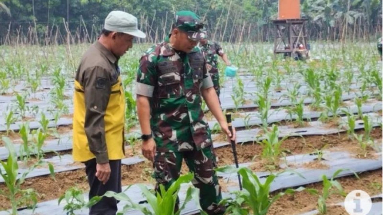 Dandim 1008/Tanjung Letkol Czi Catur Witanto saat meninjau lokasi tanaman hortikultura di Desa Padang Panjang Kecamatan Tanta, Kabupaten Tabalong pada beberapa waktu lalu. (ANTARA/Herlina Lasmianti)