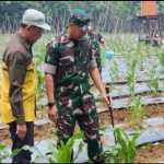 Kodim Tanjung dampingi petani kembangkan tanaman hortikultura-1698916477