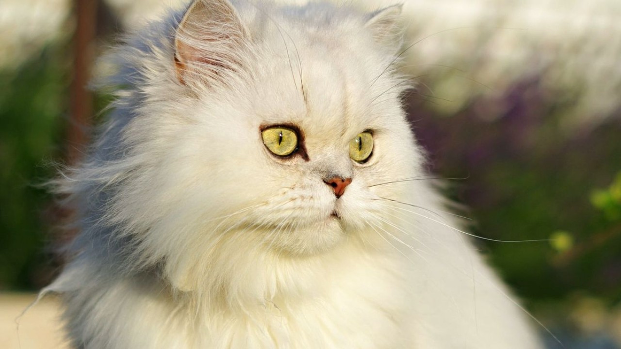 Kucing peliharaan/ist