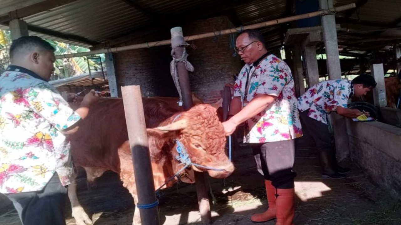 Petugas dari Dinas Pertanian dan Pangan Kabupaten Kudus, Jawa Tengah, pantau ternak sapi. (ANTARA/HO-Dispertan Kudus.)