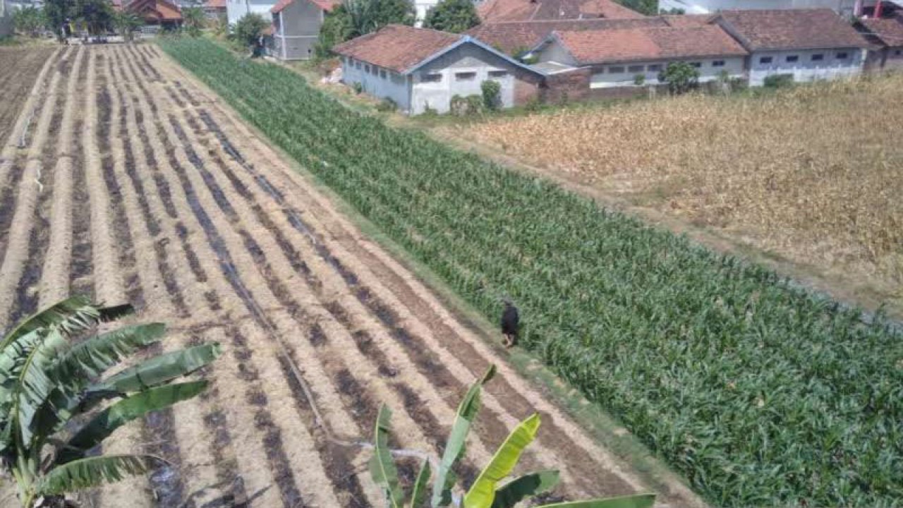 Lahan tanaman milik warga di Kecamatan Mejobo, Kabupaten Kudus, Jawa Tengah. (ANTARA/Akhmad Nazaruddin Lathif)