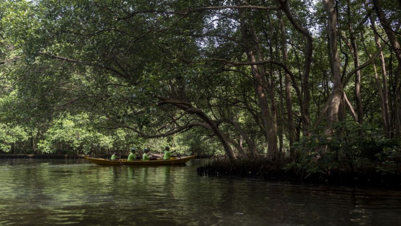 Pengunjung menaiki perahu saat menyusuri Hutan Mangrove di Taman Wisata Alam Mangrove Angke Kapuk, Jakarta, Sabtu (24/9/2022). Pemprov DKI Jakarta mencatat hingga Juni 2022 realisasi penanaman mangrove mencapai 38 ribu atau 54,28 persen dari target 70 ribu pohon mangrove. ANTARA FOTO/Aprillio Akbar/aww.