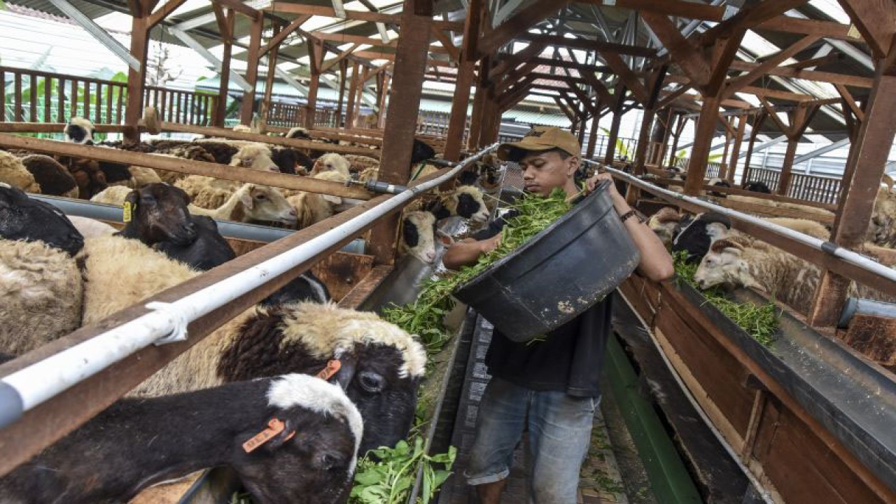 Ilustrasi: Pekerja memberikan pakan di Gudang Domba Farm, Kota Tasikmalaya, Jawa Barat. ANTARA FOTO/Adeng Bustomi/pras. (ANTARA FOTO/ADENG BUSTOMI)