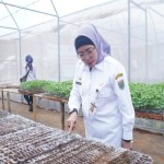 Pemkab Batang-BI salurkan bantuan 40 ribu bibit cabai pada petani-1700126293