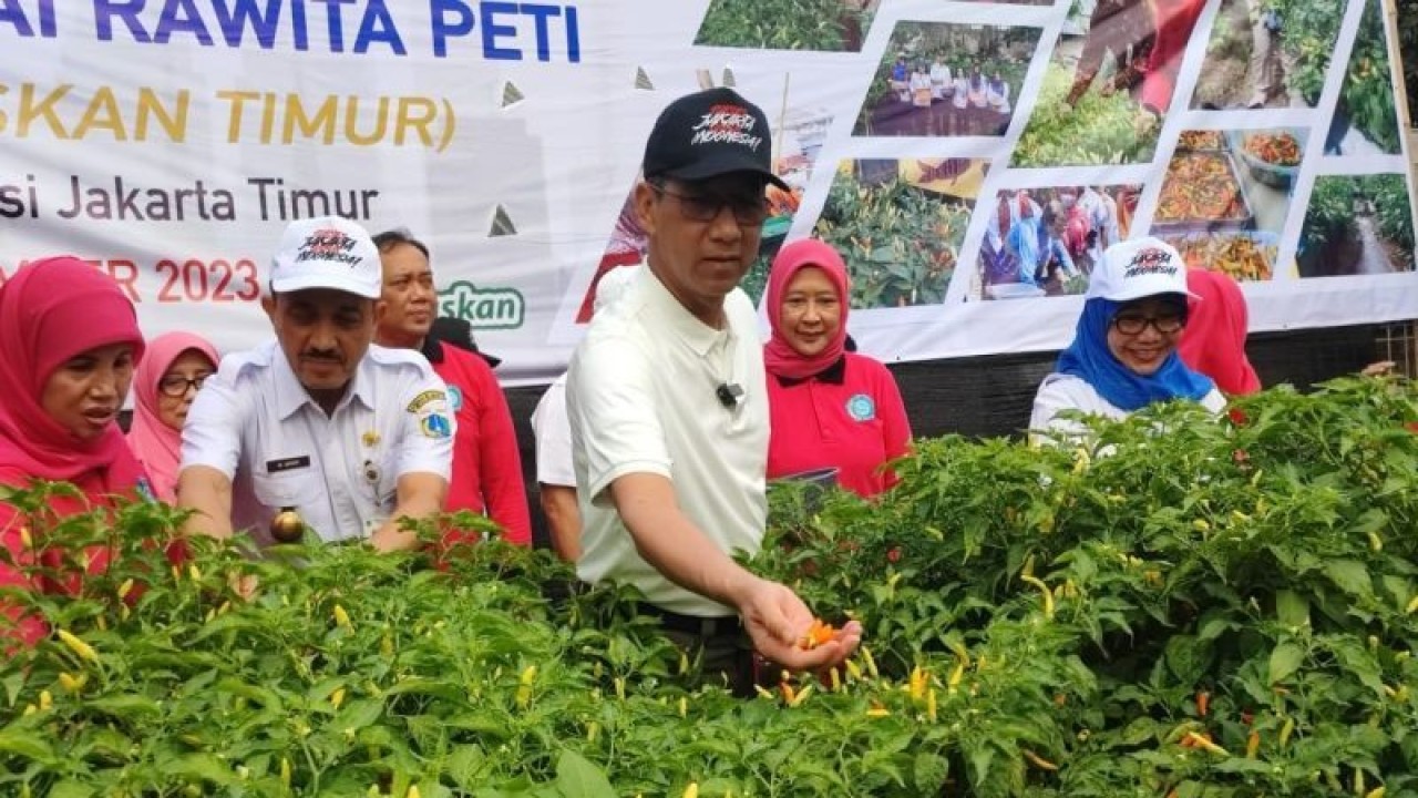 Penjabat Gubernur DKI Jakarta Heru Budi Hartono didampingi Wali Kota Jakarta Timur Muhammad Anwar melakukan panen raya cabai "Rawita Peti" (Pedaskan Timur) di Ruang Publik Terpadu Ramah Anak (RPTRA) Rawa Jaya, Kelurahan Pondok Kopi, Kecamatan Duren Sawit, Jakarta Timur, Rabu (1/11/2023). ANTARA/Syaiful Hakim